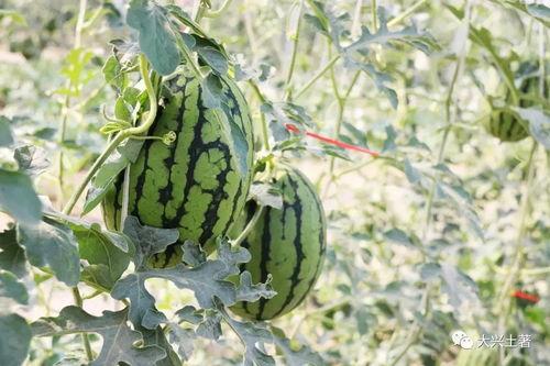 网红瓜可以在哪吃,揭秘各大热门美食聚集地  第3张